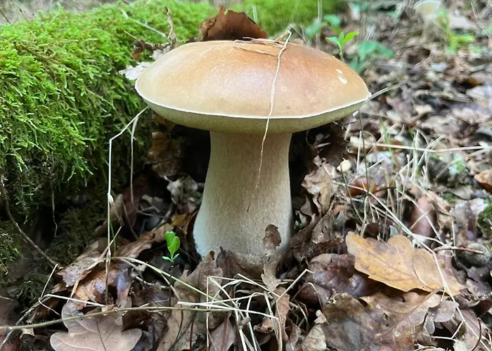 Charmante Chapelle Amenagee A Eprave